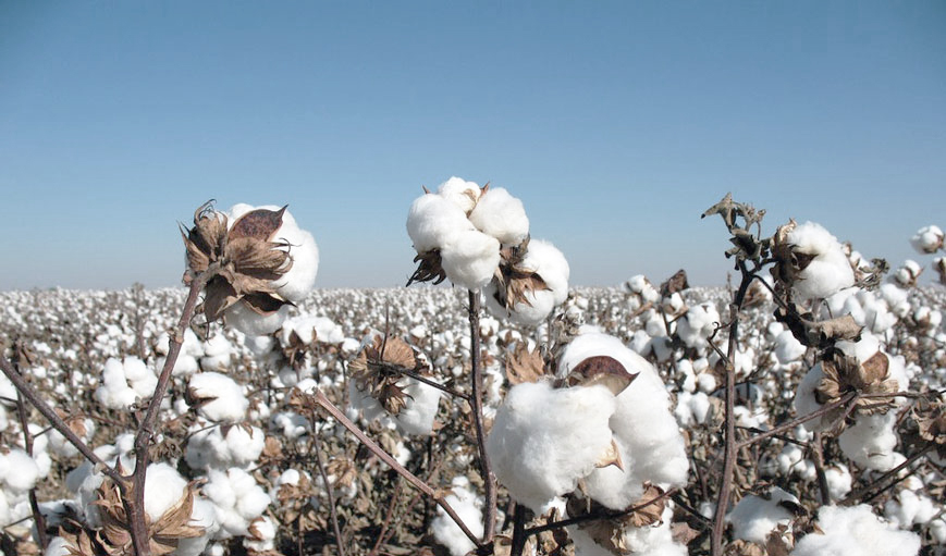 Cotton Ai Cập có giá thành khá cao